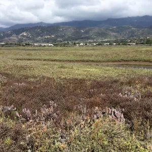 Salt Marsh Bird's Beak Chloropyron maritimum ssp maritimum and Limonium duriusculum at Carpinteria Salt Marsh Preserve