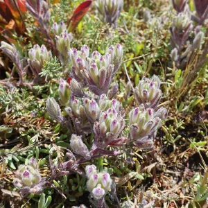 Salt Marsh Bird's Beak Chloropyron maritimum ssp maritimum