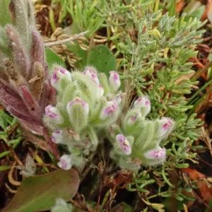 Salt Marsh Bird's Beak Chloropyron maritimum ssp maritimum