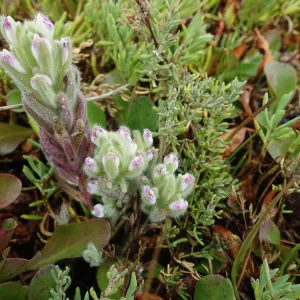 Salt Marsh Bird's Beak Chloropyron maritimum ssp maritimum