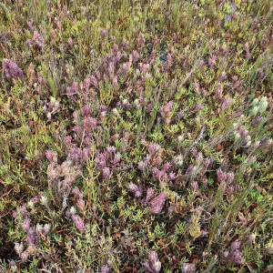 Salt Marsh Bird's Beak Chloropyron maritimum ssp maritimum