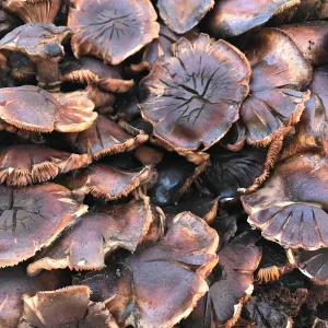 Mushrooms growing on the Island Oak at the top of the Meadow