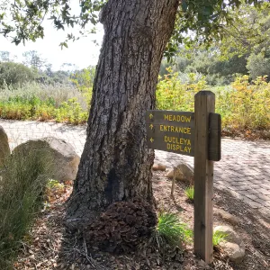 Mushrooms growing on the Island Oak at the top of the Meadow