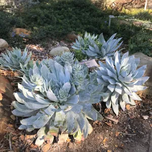 Dudleya brittonii at the entrance