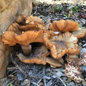 Armillaria mellea, Honey Mushroom, in the Arroyo Section just east of the Cottage