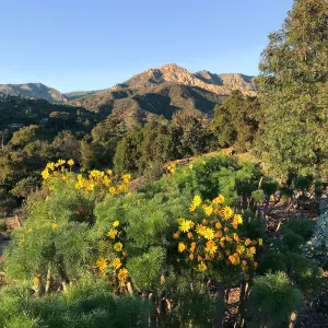 Giant coreopsis in the Island View Garden