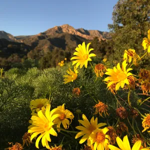 Giant coreopsis in the Island View Garden