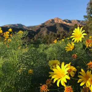 Giant coreopsis in the Island View Garden
