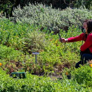 Face Coverings in the Garden