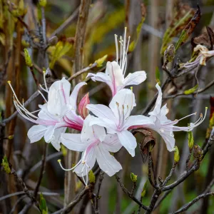 Western Azalea