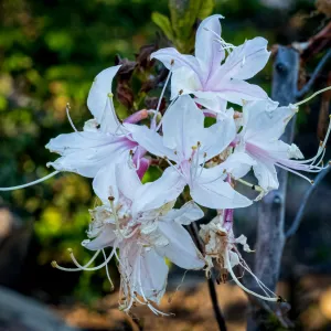 Western Azalea