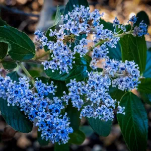 Ceanothus (California Lilac)