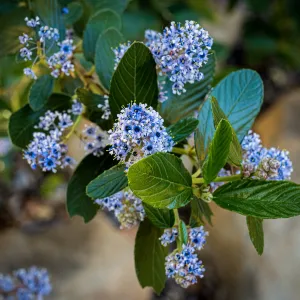 Ceanothus (California Lilac)