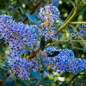 Ceanothus (California Lilac)