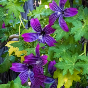 Island Mallow