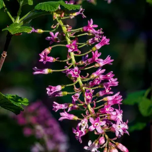 Pink-Flowered Currant