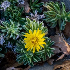 San Bruno Mountain Golden Aster