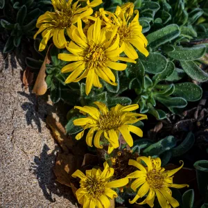 San Bruno Mountain Golden Aster