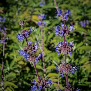 Salvia (sage)
