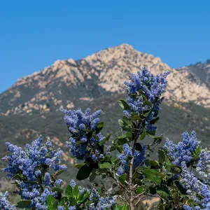 Ceanothus (California Lilac) and Mountains