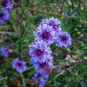 Paseo Rancho Verbena