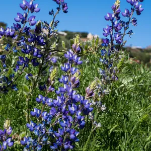 Lupine