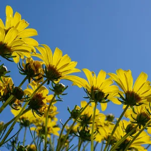Giant Coreopsis flowers