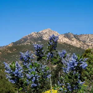 Ceanothus (California Lilac) and Mountains