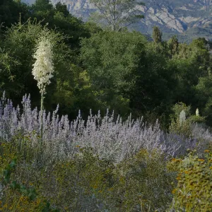 Trio of yuccas blooming in the Tunnel Triangle
