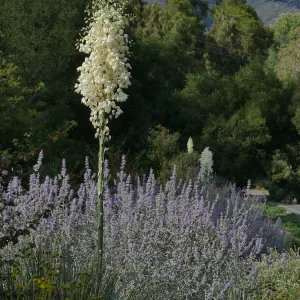 Trio of yuccas blooming in the Tunnel Triangle
