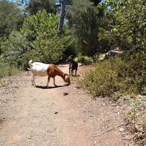 Stray goats visiting the Garden