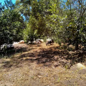 Stray goats visiting the Garden