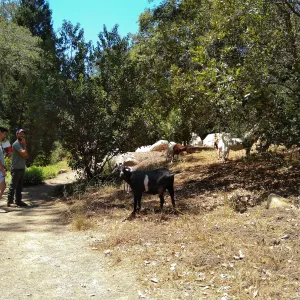 Stray goats visiting the Garden