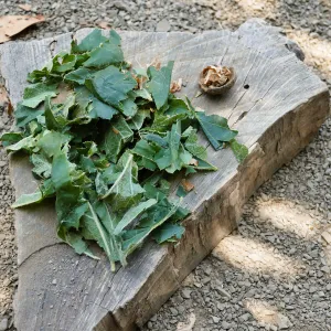 Acorn Adventurers Summer Camp, make-believe salad from restaurant game in the Woodrat House casita