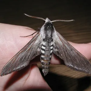 Great Garden Nature Night, hawk or sphinx moth
