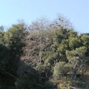 Lake Casitas boat tour, trees on shore