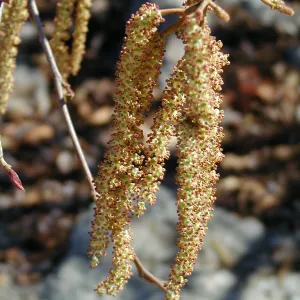 Lake Casitas boat tour, Alder male catkins