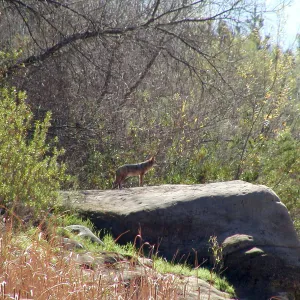 Lake Casitas boat tour, Coyote