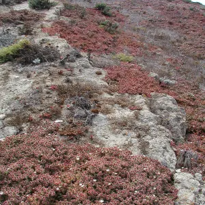 Santa Barbara Island trip 