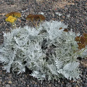 Santa Barbara Island trip, Eriophyllum