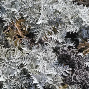 Santa Barbara Island Trip, Eriophyllum