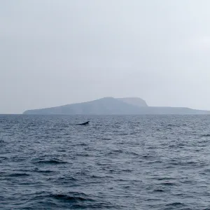 Santa Barbara Island Trip, Fin Whale & SB Is