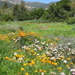 Meadow