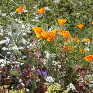 California poppies