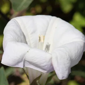 Datura flower