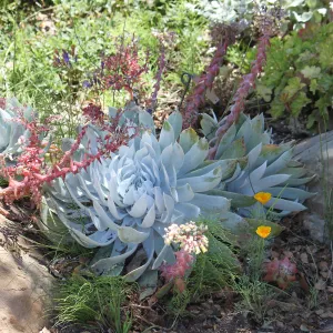 Dudleya (liveforevers)