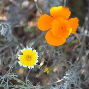 Tidytips and California Poppy