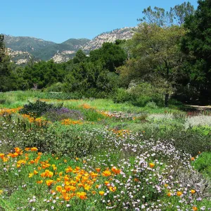 Meadow