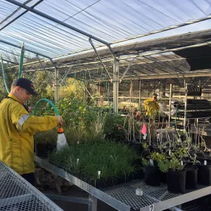 Firefighters stationed at SBBG during the Thomas Fire watering plants at the Horticulture Unit