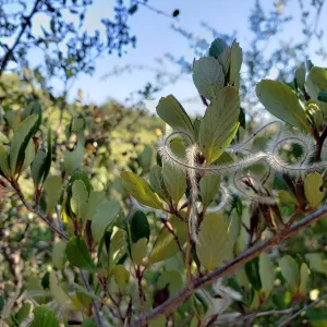 Mountain Mahogany